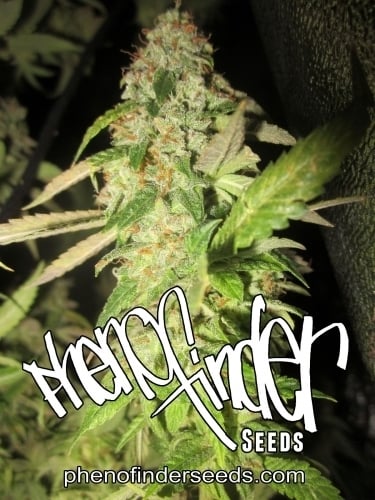 SALE - Notorious OG - Pheno Finder Seeds - Cannabis Seed Sale Items